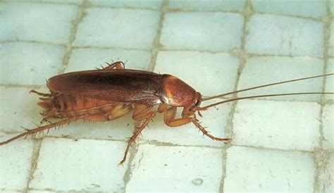 We do not require customers to sign up on contracts. Do Roaches Come From Drains - Best Drain Photos Primagem.Org