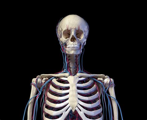 Front View Of Human Torso Skeleton Photograph By Pixelchaos Fine Art