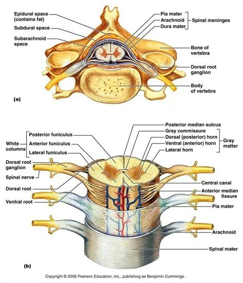 Spinal Nerves Spinal Nerves Anatomy Spinal Cord Anatomy Nerve Anatomy