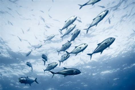 Diving The Blue A Group Of Crevalle Jack Fish In The Ocean Stock Foto