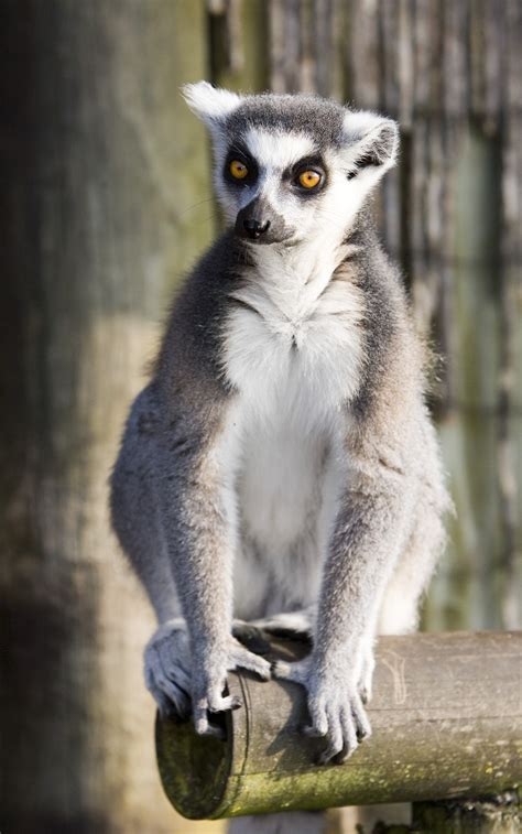 What's best, these stories about animals come with a moral. Ring Tailed Lemur - Fun Facts & Information For Kids