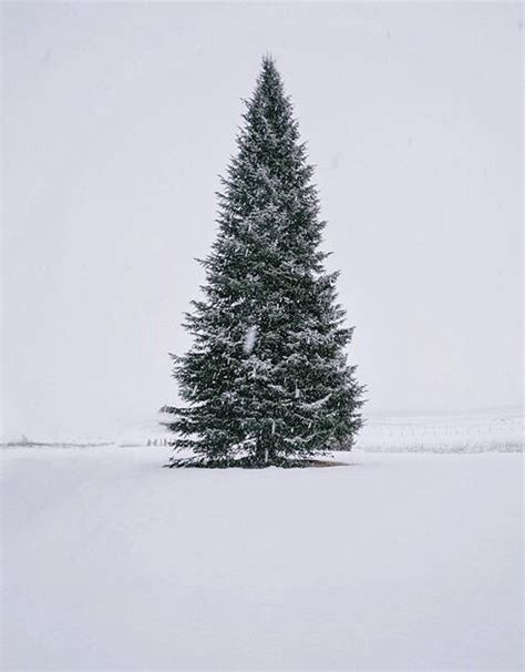 Pine Tree On Tumblr