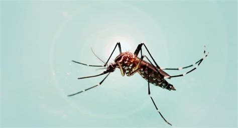 Dengue Shock Syndrome Dss 7 Signs And Symptoms