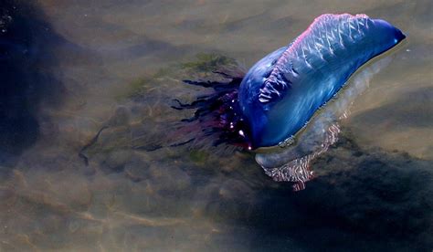 Huge Numbers Of Venomous Portuguese Man Owar Jellyfish Wash Up On