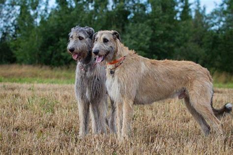 Cane Irish Wolfhound Carattere E Comportamento Di Questa Razza