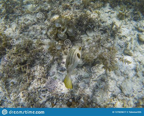 Striped Puffer Fish In Seaweeds Closeup Coral Reef Underwater Photo