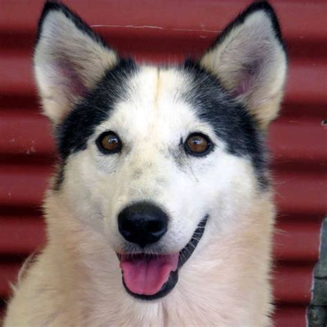 Leia Medium Female Siberian Husky Mix Dog In Nsw Petrescue