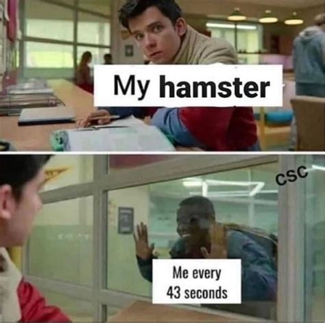 63 Hilarious Hamster Memes That Will Crack You Up Always Pets