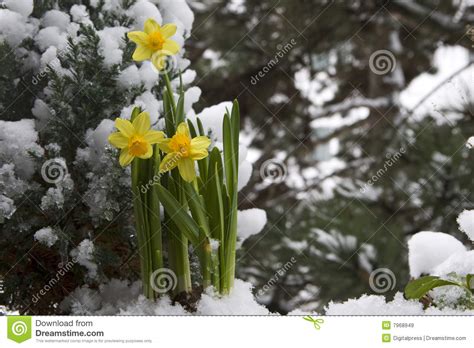 Yellow Daffodil In The Snow Stock Image Image Of February Yellow