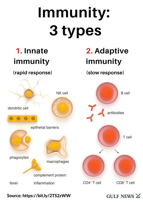 3 Types Of Immunity Your Best Defence Vs Coronavirus World Gulf News