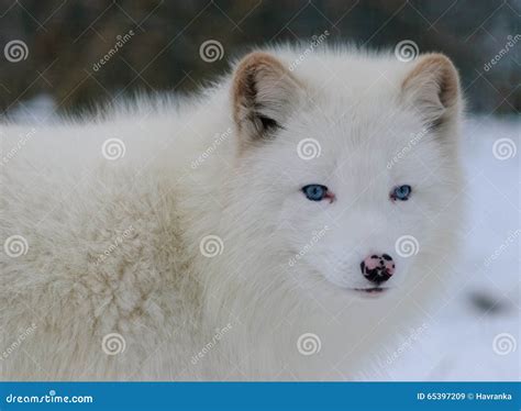 Cute Arctic Fox With Blue Eyes