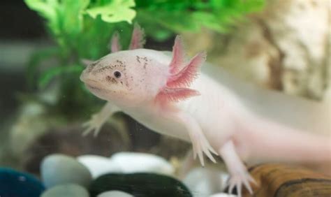 Axolotl Color Morphs 15 Types With Pictures