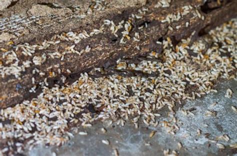 Why Do Termites Swarm Termites Info