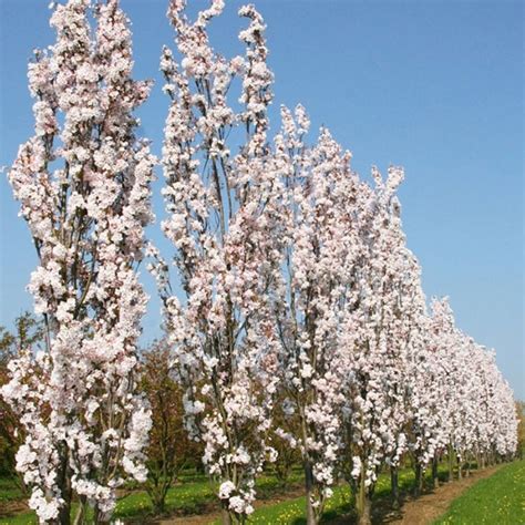 Prunus Amanogawa Flagpole Japanese Flowering Cherry Tree 4 5ft Supplied