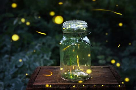 The Best States To See Fireflies Drive The Nation
