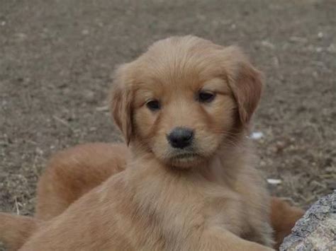 Akc Registered Golden Retriever Puppies For Sale In Fairfield Montana