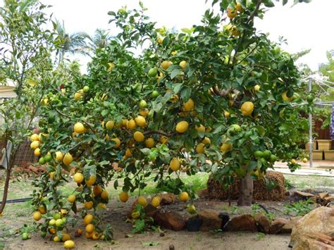As long as the ground isn't too frozen to dig a hole, you should be good to go. Forum: Fruit Trees In Perth WA