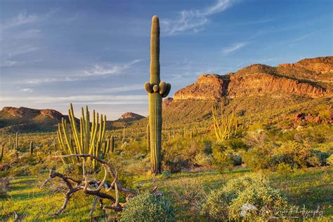 Organ Pipe Cactus National Monument Alan Crowe Photography