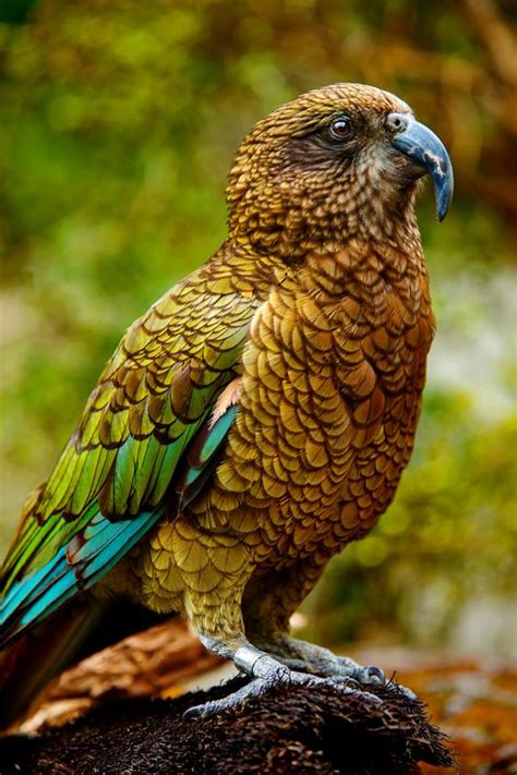 🔥 The Worlds Only Alpine Parrot The New Zealand Kea 🔥 R