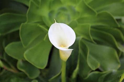 Why Are My Calla Lilies Leaves Turning Yellow Know The Reasons