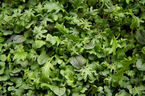 How To Grow Microgreens Indoors Wholefully