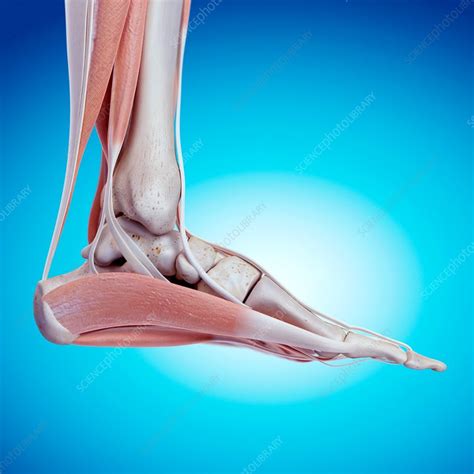 Human Foot Anatomy Stock Image F0158204 Science Photo Library