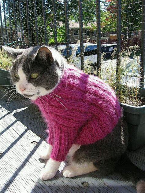 30 Photos Of Cats In Jumpers Various Hoodies And Tops