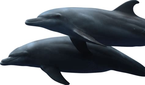 Dolphin Png Transparent 3 Png 5249 Free Png Images