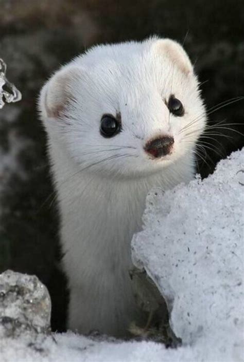 Meet The Worlds Most Adorable Wild Snow White Weasel