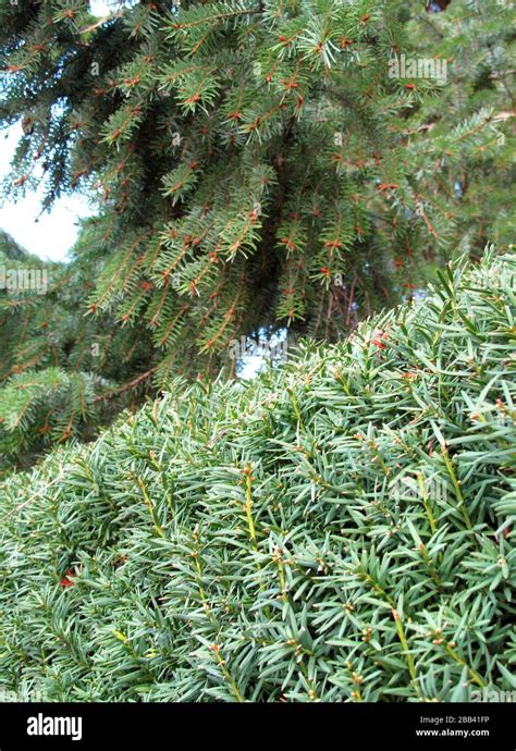 Pine Tree And Natural Garden Fence Stock Photo Alamy