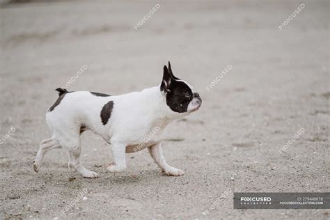 Spotted French Bulldog Walking On Sandy Beach On Dull Day — Outdoors