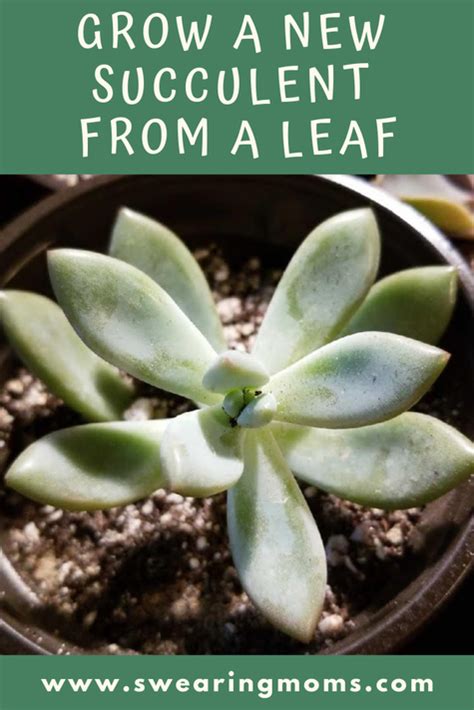 Learn How To Grow A New Succulent From A