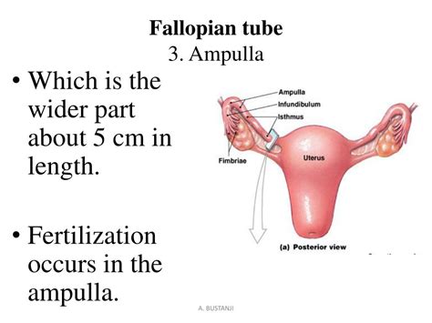 PPT Reproductive System A Bustanji PowerPoint Presentation Free