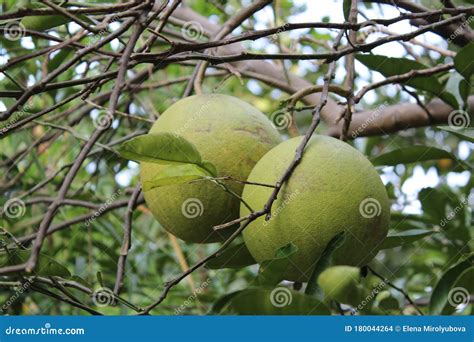 Green Round Fruit On The Tree Stock Photo Image Of Plant Tree 180044264