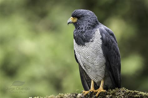 Slaty Backed Forest Falcon Micrastur Mirandollei Photo Call And Song