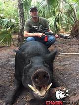 Arkansas Hog Hunting Outfitters Pictures