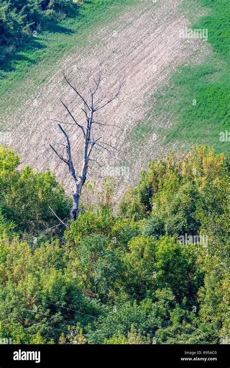 Leafless Tree In Green Background Hi Res Stock Photography And Images