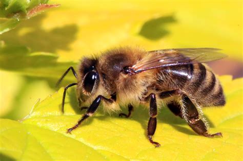 Filehoney Bee Apis Mellifera