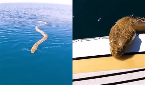 Paddleboarder Is Way Too Excited To See A Venomous Sea Snake Swimming