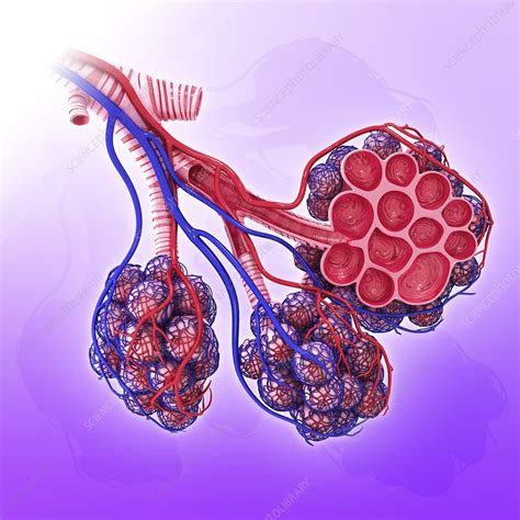 Human Alveoli Artwork Stock Image F Science Photo Library