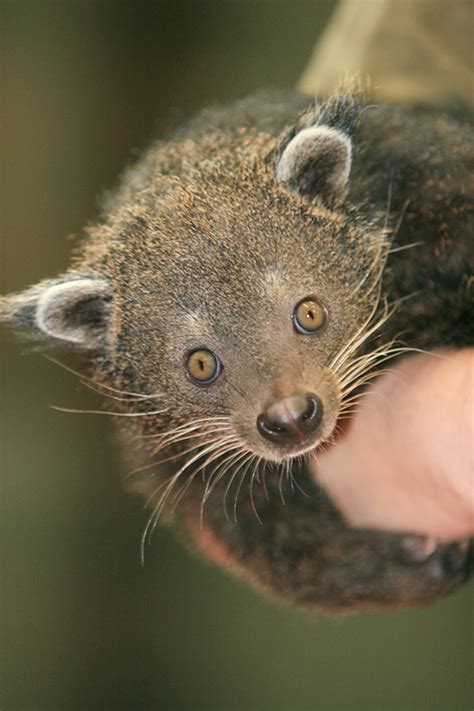 Cincinnati Zoos Bearcat Is Weird Wild And Wonderful
