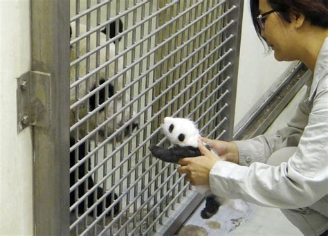 Too Sweet Baby Panda Reunited With Affectionate Mother