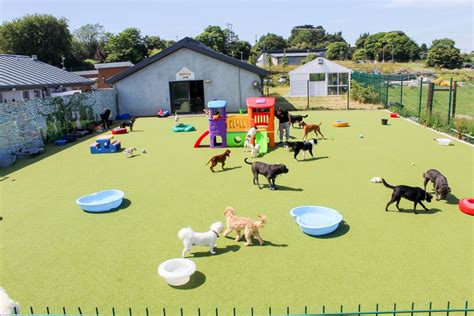 Is Doggy Daycare Good For Your Dog