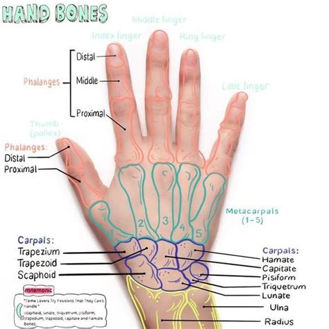Hand Bone Anatomical Landmark With Images Physical Therapy