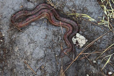 Snakes Of 2012 Northeast Field Herp Forum