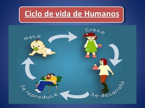 Ciclo Vital Del Ser Humano Timeline Timetoast Timelines