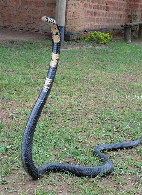 Forest Cobra Facts And Pictures