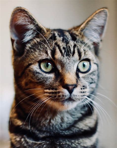My Sister Tabby Cat Getting The Perfect Portrait Picture Cat