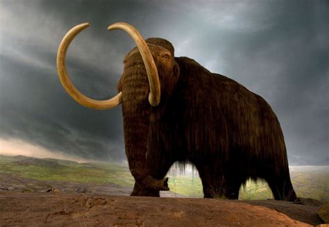 Mammoth Definition Size Height Picture And Facts Britannica