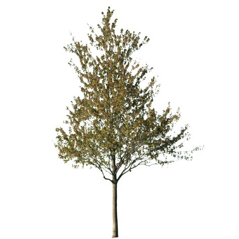 Cutout Tree Trees To Plant Cutout Plants